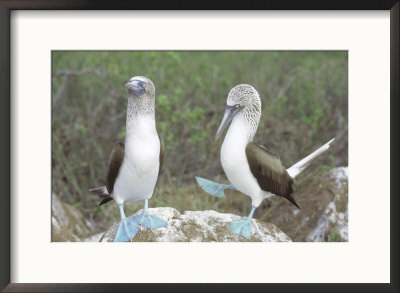 Blue Footed Booby, Elaborate Courtship Dance, Galapagos by Mark Jones Pricing Limited Edition Print image