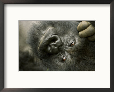 Mountain Gorilla, Close-Up Of Face, Scratching Head, Africa by Roy Toft Pricing Limited Edition Print image