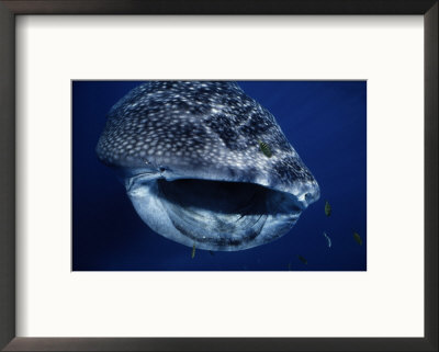 Whale Shark, Gaping, W. Australia by Gerard Soury Pricing Limited Edition Print image