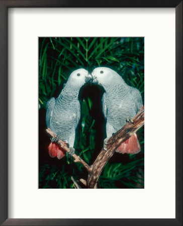 African Grey Parrot, Pet Portrait, California, Usa by Frank Schneidermeyer Pricing Limited Edition Print image