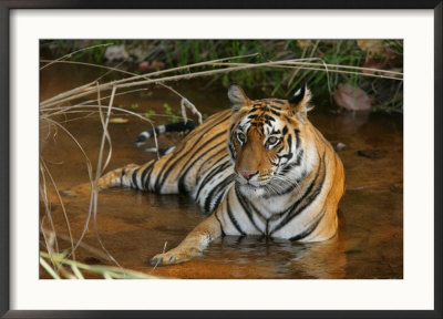 Bengal Tiger, Female Lying In Water, Madhya Pradesh, India by Elliott Neep Pricing Limited Edition Print image