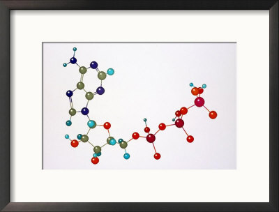 Adenosine Triphosphate by David M. Dennis Pricing Limited Edition Print image