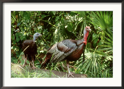 Wild Turkey, Hen And Gobbler, Florida by Brian Kenney Pricing Limited Edition Print image