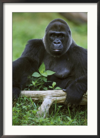 Lowland Gorillagorilla Gorillaendangered Speciesafrica by Brian Kenney Pricing Limited Edition Print image
