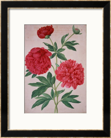 Peonies, Plate 46 From The Nassau Florilegium by Johann Jakob Walther Pricing Limited Edition Print image