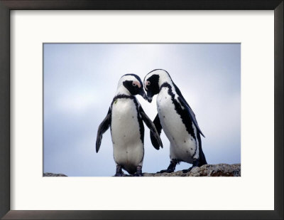 Jackass Penguins, South Africa by Don Romero Pricing Limited Edition Print image