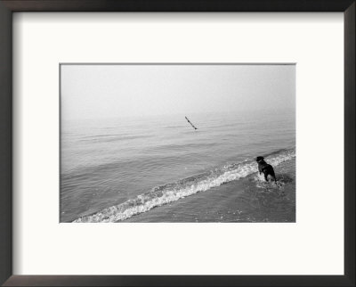 Dog Fetches A Stick At The Shore by Stephen Alvarez Pricing Limited Edition Print image