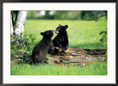 Two Black Bear Cubs Sitting On Log by David Burch Pricing Limited Edition Print image