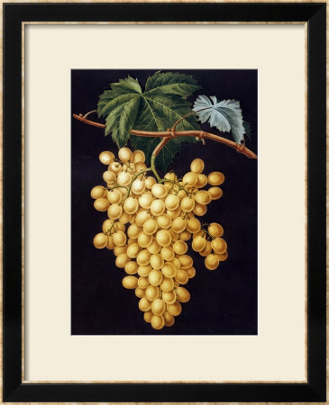 Alexandria Grapes, 1812 by George Brookshaw Pricing Limited Edition Print image