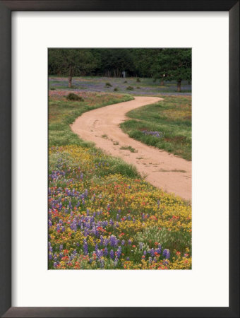 Dirt Road With Wildflowers, Texas by David Davis Pricing Limited Edition Print image