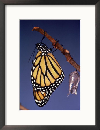 Monarch Butterfly And Chrysalis by Priscilla Connell Pricing Limited Edition Print image