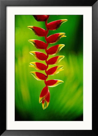 Heliconia Flower, Nadi, Fiji by Peter Hendrie Pricing Limited Edition Print image