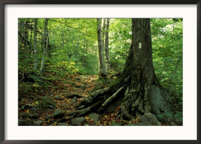 White Blaze Marks Appalachian Trail, White Mountains, New Hampshire, Usa by Jerry & Marcy Monkman Pricing Limited Edition Print image