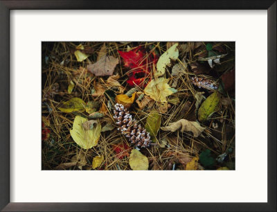 Pine Needles And Cones, And Autumn Leaves Along The Appalachian Trail by Raymond Gehman Pricing Limited Edition Print image
