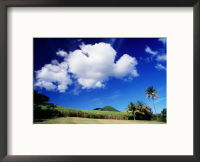 Sugar Cane Field, Middle Island, St. Kitts & Nevis by Wayne Walton Pricing Limited Edition Print image