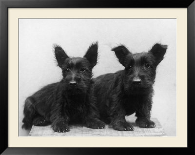 Two Timid Looking Black Scottie Puppies by Thomas Fall Pricing Limited Edition Print image