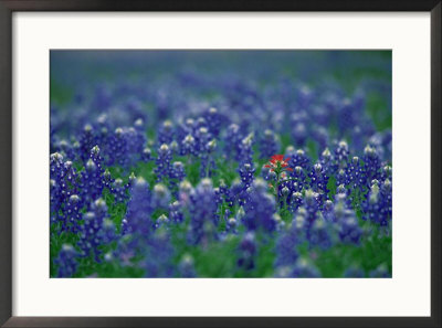 Bluebonnets, Hill Country, Texas, Usa by Dee Ann Pederson Pricing Limited Edition Print image