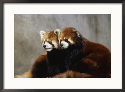 Red Pandas, Wolong Panda Reserve, China by Ralph Reinhold Pricing Limited Edition Print image