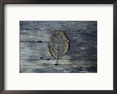 A Decomposing Leaf Sits On A Log In The Hoh River Valley by Sam Abell Pricing Limited Edition Print image