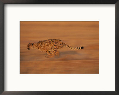 An African Cheetah Sprints Towards Its Prey by Chris Johns Pricing Limited Edition Print image