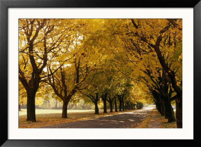 Maple Tree Grove In Park, Wi by Ken Wardius Pricing Limited Edition Print image