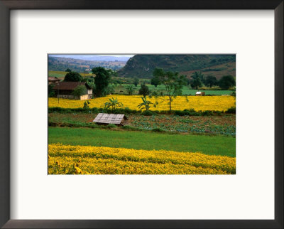 Colourful Mustard Fields In Shan State, Shan State, Myanmar (Burma) by Jerry Alexander Pricing Limited Edition Print image