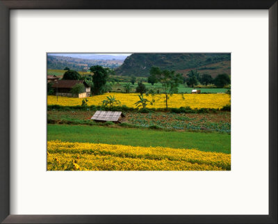 Colourful Mustard Fields In Shan State, Shan State, Myanmar (Burma) by Jerry Alexander Pricing Limited Edition Print image