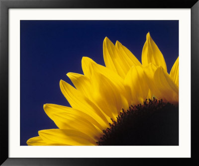 Sunflower In Studio Close-Up by William Swartz Pricing Limited Edition Print image