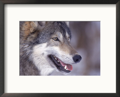 Close-Up Of A Wolf, Canis Lupus by Robert Franz Pricing Limited Edition Print image