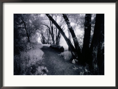 Path Through The Woods, Infrared Photograph by Rick Kooker Pricing Limited Edition Print image