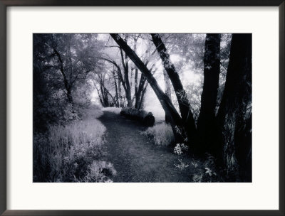 Path Through The Woods, Infrared Photograph by Rick Kooker Pricing Limited Edition Print image