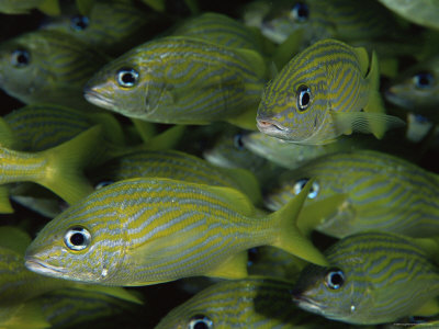 French Grunts, Bahamas by Doug Perrine Pricing Limited Edition Print image