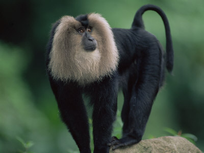 Lion Tail Macaque Male by Anup Shah Pricing Limited Edition Print image