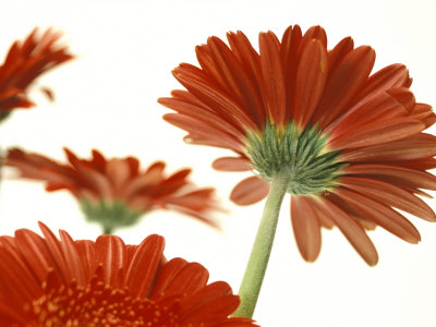 Red Gerbera by Oote Boe Pricing Limited Edition Print image