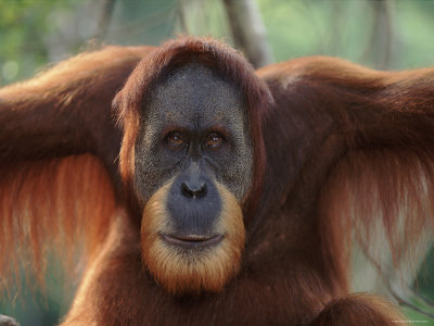 Orang Utan Portrait, Male, Gunung Leuser National Park, Indonesia by Anup Shah Pricing Limited Edition Print image