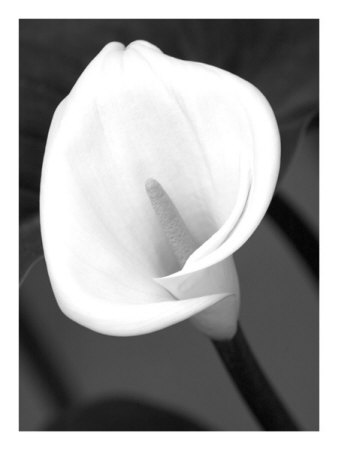 Calla Lily by Charlie Morey Pricing Limited Edition Print image