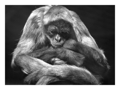 Meditating Monkey by Charlie Morey Pricing Limited Edition Print image