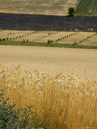 Summer Field Of Wheat, Other Fields In The Background, France by Stephen Sharnoff Pricing Limited Edition Print image