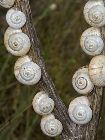Snails With White Shells, France by Stephen Sharnoff Pricing Limited Edition Print image