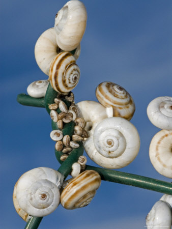 White-Shelled Snails On A Chain Link Fence Against The Sky, France by Stephen Sharnoff Pricing Limited Edition Print image