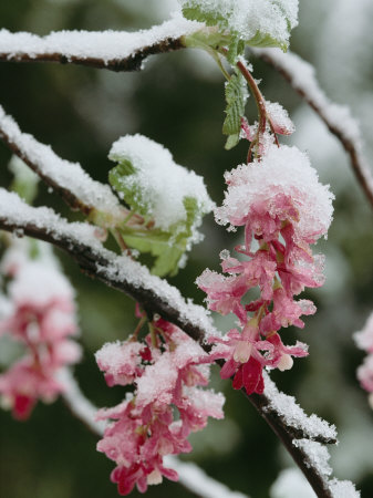 Wild Currant Blossoms Encased In Snow, Oregon by Sylvia Sharnoff Pricing Limited Edition Print image