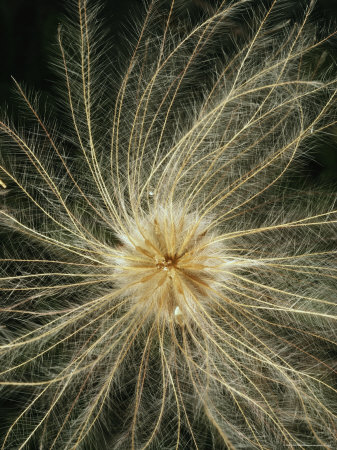 Magnified View Of A Yellow Mountain Avens Seedhead, Alaska by Sylvia Sharnoff Pricing Limited Edition Print image