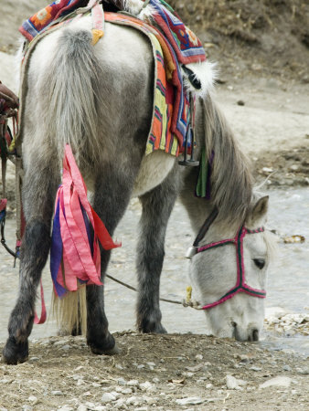 White Horse With Colorful Ribbons And Pack Blankets, In Lo Monthang, Mustang by Stephen Sharnoff Pricing Limited Edition Print image