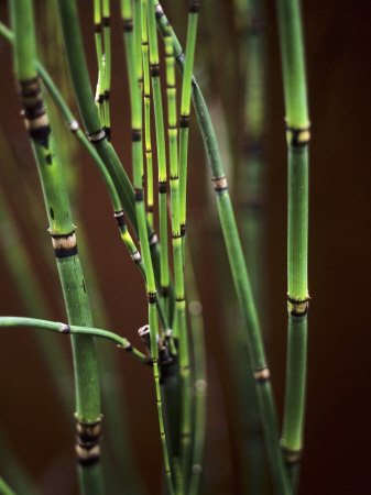 Several Bamboo Canes by David Loftus Pricing Limited Edition Print image