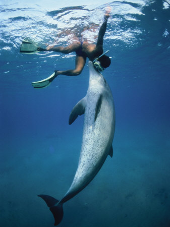 Bottlenose Dolphin, Nuweiba, Egypt, Red Sea by Jeff Rotman Pricing Limited Edition Print image