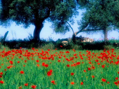 Poppies Near Wheat Field, Lisbon, Portugal by Gareth Rockliffe Pricing Limited Edition Print image