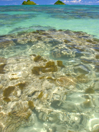 Coral Head In Clear Water, Lani Kai Beach by Tomas Del Amo Pricing Limited Edition Print image