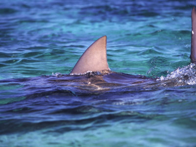 Bull Shark, Walkers Key, Pacific Ocean by Chris And Monique Fallows Pricing Limited Edition Print image