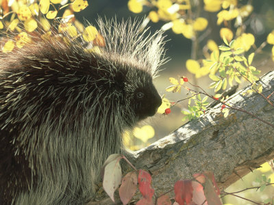 Porcupine, Erethizon Dorsatum Feeding On Rose Hips Montana by Alan And Sandy Carey Pricing Limited Edition Print image