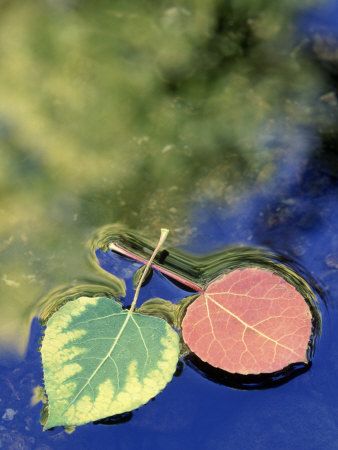 Aspen Leaves On Rush Creek With Reflection, Ca by David Carriere Pricing Limited Edition Print image